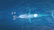 Blauwale sind die größten Lebewesen, die je gelebt haben. Ihr niederfrequenter Gesang zählt zu den lautesten Tönen im Tierreich. Ein Film von Christian Baumeister. Erzählt von Benno Fürmann.