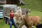 Schwerstarbeit: Tierärztin Filippa (Cristina do Rego) versucht, zwei zurückgelassene Lamas in einen Stall zu bugsieren.
