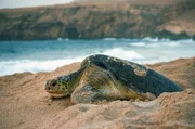 Die Grüne Meeresschildkröte orientiert sich mit ihrem Magnetsinn am Erdmagnetfeld, um Jahre nach dem Schlüpfen erstmals wieder zur Eiablage an den gleichen Strand zurückzukehren.