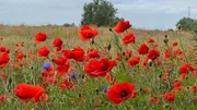 Naturbelassene Landschaft: An den Ufern der Peene gedeihen wilde Wiesen und heilsame Kräuter.