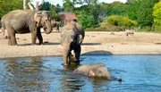 Großputz im Tierpark bei den asiatischen Elefanten.