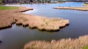 Eine Schilfinsel unter ständiger Beobachtung: Immer wieder löst sie sich vom Festland - durch starken Ostwind, Unterwasserströmungen und Hochwasserlagen.