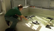 ARD/NDR LEOPARD, SEEBÄR & CO., FOLGE 147. Tauchen will gelernt sein-Die Pinguinkinder müssen noch viel lernen. ARD/NDR LEOPARD, SEEBÄR & CO., FOLGE 147. Tauchen will gelernt sein-Die Pinguinkinder müssen noch viel lernen.