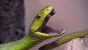 Bei der Fütterung ist die Grüne Mamba sofort in Beißlaune. Bei der Fütterung ist die Grüne Mamba sofort in Beißlaune.
