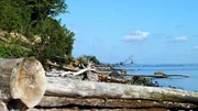 Herabgestürzte Bäume säumen den Strand des Brodtener Steilufers an der Lübecker Bucht.