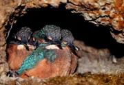In den steilen sandigen Seeufern bauen Eisvögel ihre Brutröhren.