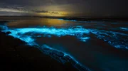 Das geheimnisvolle Meeresleuchten, erzeugt von Biolumineszenz tritt vor allem in warmen Sommern&auml;chten an den K&uuml;sten Europas auf.