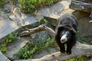 Der Lippenbär Rajath im Zoo Berlin.