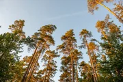Kiefern können bis zu 40 Meter hoch werden. Kiefern können bis zu 40 Meter hoch werden.