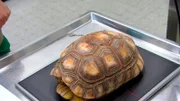 Einsatz für Tierarzt Tobias: Eine Waldschildkröte kann ihre Eier nicht legen. Unbehandelt kann sie das ihr Leben kosten. Zur Kontrolle muss Tobias röntgen. Sollten Eier feststecken, müsste er operieren.