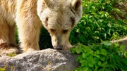 Sprühsahne für Bären - in der Braunbärenanlage ist Zuckerschlecken angesagt. Safa, ein syrisches Braunbär-Weibchen, schleckt sich genussvoll durch das ganze Gehege. So ein Fleischfresser, wie viele glauben, ist Meister Petz nämlich gar nicht. In der Wilhelma sind die süßen Sahnehäubchen bei den Bären sehr gefragt.