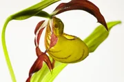 Yellow lady's slipper, orchid, North America