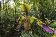 Paphiopedilum lowii, orchid