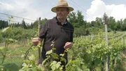 Hans Gritsch in his vineyard