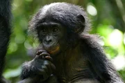 Bonobo-Nachwuchs Vanille.