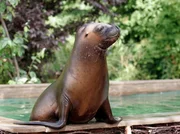 Die schlaue Robbe William.