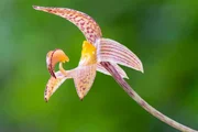 An orchid (Bulbophyllum lobbii)near Mount Kinabalu, Sabah, Borneo.