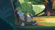 Flöckchen, das junge Kätzchen, fühlt sich bei Gorilla Jack pudelwohl.