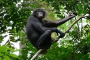 Die Bonobos leben in den tropischen Regenwäldern nahe des Kongo. Der Fluss grenzt sie auch von ihren Verwandten ab, den Schimpansen.