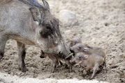 Vier quirlige Jungtiere machen die Anlage unsicher.