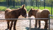 Nachwuchs auf dem Schaubauernhof: Eselfohlen Galadriel hat die erste Zeit alleine mit seiner Mutter verbracht - heute lernt er die ganze Pony- und Eselgruppe kennen. Und danach hat Pflegerin Ramona das erste Halftertraining für das Jungtier versprochen.
