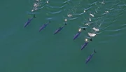 Der Blauflossenthunfisch ist wegen seiner Bedeutung als Speisefisch, besonders für Sushi, massiv vom Aussterben bedroht. Er steht heute auf der roten Liste der vom Aussterben bedrohten Arten der IUCN.