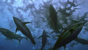 Thunfische jagen gemeinsam, z. B. Makrelen, Heringe aber auch Kalmare. Dabei schließen sie sich oft auch mit Delfinen und Seevögeln zusammen.