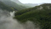Dichte Wälder bedecken das Innere der Insel Honshu.