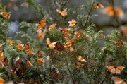 Monarchfalter in Mexiko