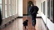 Barack Obama and his portuguese water dog.