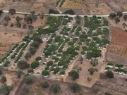 Ein Feld mit Mastixbäumen, die auf der Insel Chios in Griechenland angebaut werden, dem einzigen Ort, an dem Mastix kommerziell angebaut wird.