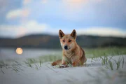Auf der Suche nach Nahrung legen Dingos um die 20 Kilometer pro Tag zurück.