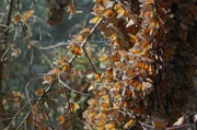 In den hochgelegenen Wäldern von Michoacán, Mexiko, finden Monarchfalter ein Winterquartier in den seltenen Tannen der Region – den Oyamel.