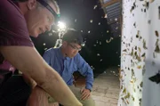 Die Spezialisten Akito Kawahara (re.) und Jesse Barber (li.) inspizieren ein Mottenblatt in Ecuador.