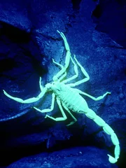 Scorpion Night Lights.