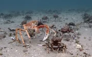 Große Seespinnen treffen sich jedes Jahr, um gemeinsam ihren Panzer abzuwerfen.