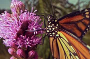 Ein Monarchfalter in Union, Maine, ernährt sich von einer Liatris-Blüte.