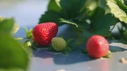 Close-up of fresh strawberries growing in ground. (National Geographic/Sean Carswell)