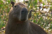 Wasserschweine sind gar keine Schweine, sondern Nagetiere. Sie fühlen sich an den Flussufern des Pantanal besonders wohl.