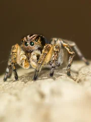 Macro closeup. Hyllus semicupreus Jumping Spider on a rock.