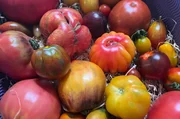 Seltene Sorten – Tomaten aus dem südlichen Schleswig-Holstein.