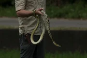 A snake wraps around Forrest Galante hands in Taiwan.