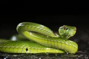 A portrait of a bamboo viper.
