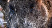 Ein Eber auf Blickkontakt. Wildschweine können schlecht sehen, haben aber eine feine Nase. Ein Eber auf Blickkontakt. Wildschweine können schlecht sehen, haben aber eine feine Nase.