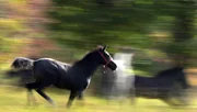Lipizzaner Fohlen in den Wald von Lipizza.