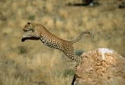 Springender Leopard Springender Leopard