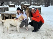 Ausflug mit Schlittenhunden: Bevor es auf die Kufen geht, werden die Hunde ausgiebig gekrault.