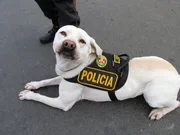 Jeden Tag k&auml;mpfen die Polizeibeamten am Flughafen in Peru gegen den Drogenhandel und andere Verbrechen.