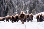 Steppenbison im Schnee
