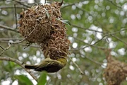 Kunstvoll flechten die Webervögel ihre Nester aus Grashalmen - sie sind die Stararchitekten unter den Vögeln. Die Eingangsröhre zeigt immer nach unten - so können Feinde nicht so leicht hineinkommen.